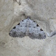 Perizoma costiguttata thumbnail 2