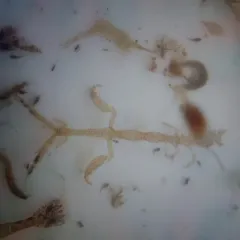 Japanese Skeleton Shrimp thumbnail 4