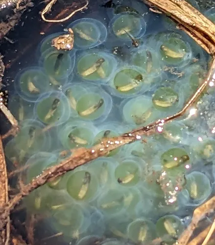 Salamander Algae