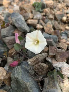 Western morning glory thumbnail 3