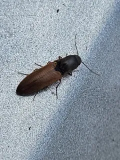 Muddy Click Beetle thumbnail 4