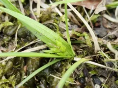 juniper sedge thumbnail 4