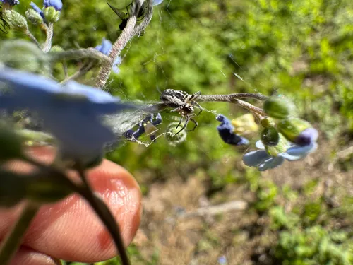Mallos pallidus