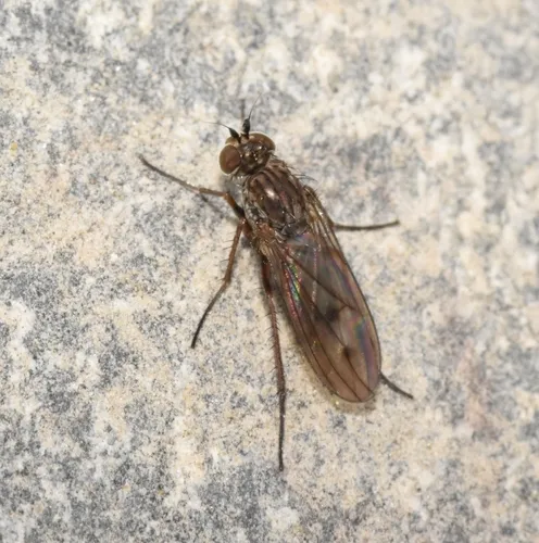 Syntormon tricoloripes