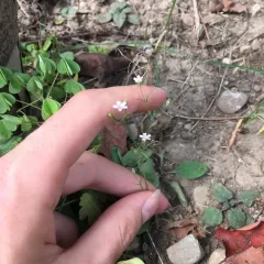 Low Baby's-breath thumbnail 3