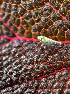 Banded sage hopper thumbnail 3