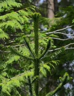 monkey-puzzle thumbnail 4