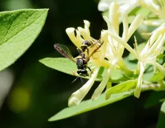 Williston's Wasp Fly thumbnail 4