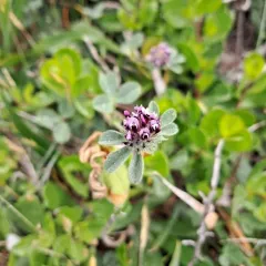 double-head clover thumbnail 2