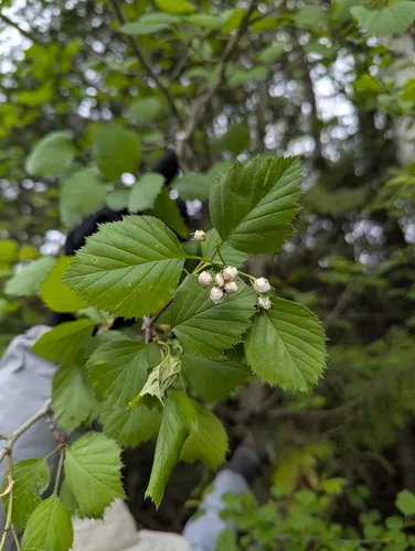 Rough Hawthorn