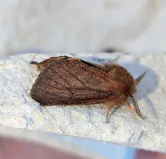 Brown Tiger Moth thumbnail 1