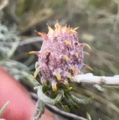 Cotton-gall Midge thumbnail 4