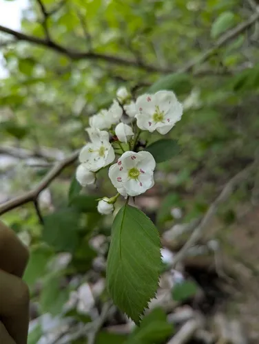 Scarlet Hawthorn
