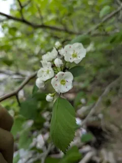 Scarlet Hawthorn thumbnail 1