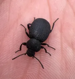 Eleodes pimelioides thumbnail 3