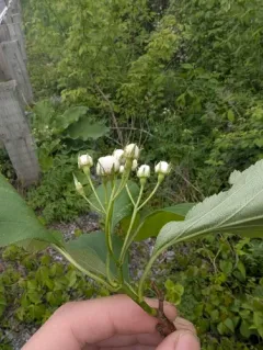 Crataegus aquilonaris thumbnail 2