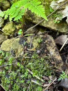 Cherrystone Drop thumbnail 3