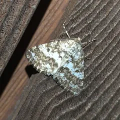 Powder Moth thumbnail 3