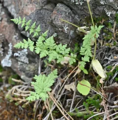 Oregon woodsia thumbnail 4