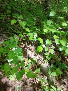 Biltmore Hawthorn thumbnail 4