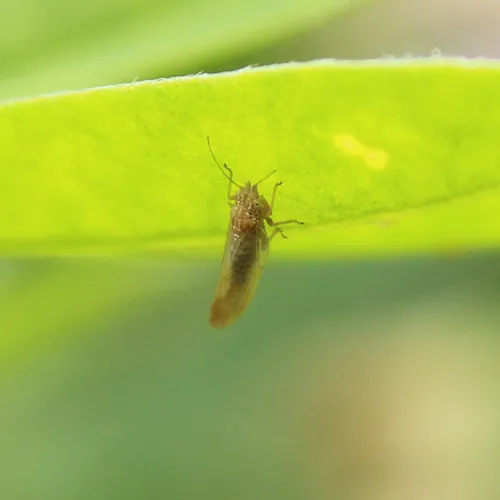 Livilla variegata