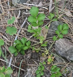 cream cinquefoil thumbnail 4
