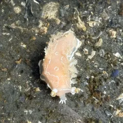 Festive Tritonid thumbnail 2
