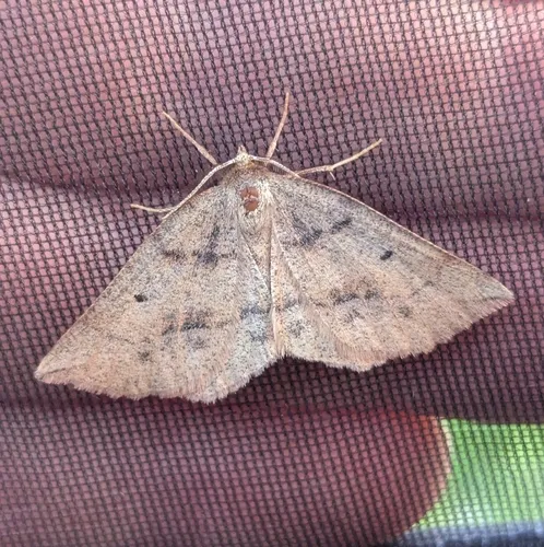 Ruddy Metarranthis Moth