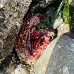 Sand Rose Anemone thumbnail 4
