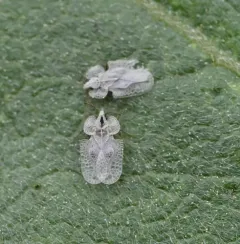 Corythucha immaculata thumbnail 3