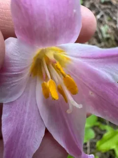 Quinault fawn-lily thumbnail 3