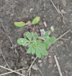 riverbar bird's-foot trefoil thumbnail 3
