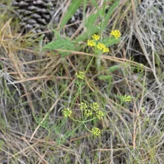 Wyeth Biscuitroot thumbnail 4
