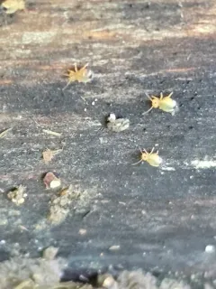 Dicyrtomina minuta thumbnail 4