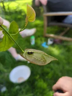 Redbud Borer thumbnail 1