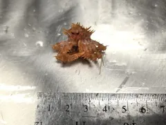Norway King Crab thumbnail 3