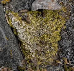 Soil Paint Lichen thumbnail 4