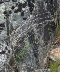 narrow-leaved wirelettuce thumbnail 3