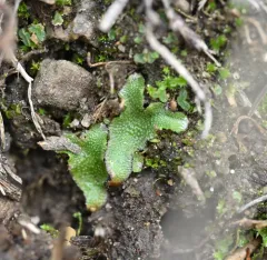Fragrant Macewort thumbnail 4