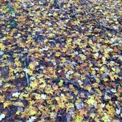 sugar maple thumbnail 2