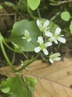 American Bittercress thumbnail 3