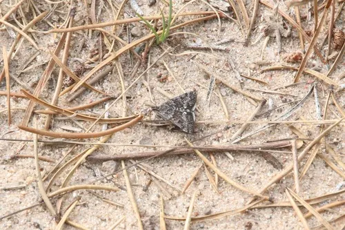 Loxostege anartalis