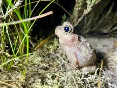 Eastern Spadefoot thumbnail 4