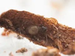 Reticulate-Winged Trogiid thumbnail 4