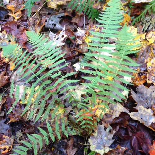 New York fern