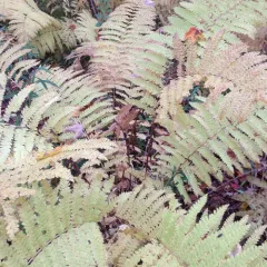 interrupted fern thumbnail 3