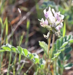Browse Milkvetch thumbnail 4