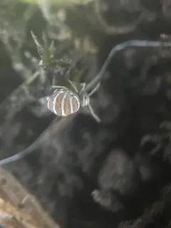 Fasciosminthurus quinquefasciatus thumbnail 3