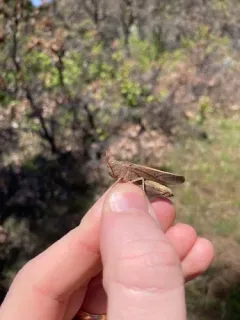 California Sulphur-winged Grasshopper thumbnail 3