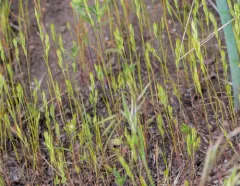 sixweeks grass thumbnail 3